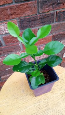 Dwarf Citrus Trees
