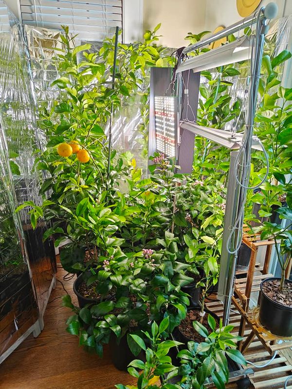 When life gives you lemon trees, know their light requirements! Understanding lighting for indoor dwarf citrus