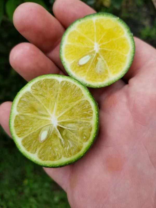 Seeds or grafts?  The pros and cons of indoor dwarf citrus propagation methods