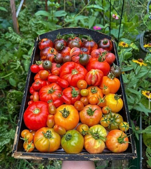 The wisdom of heirloom vegetable growing (with some history thrown in)