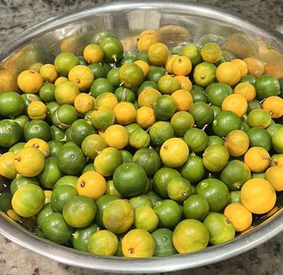 Dwarf Calamondin Orange Tree