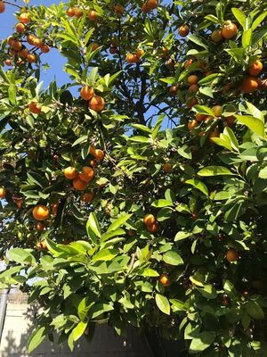 Dwarf Calamondin Orange Seedling