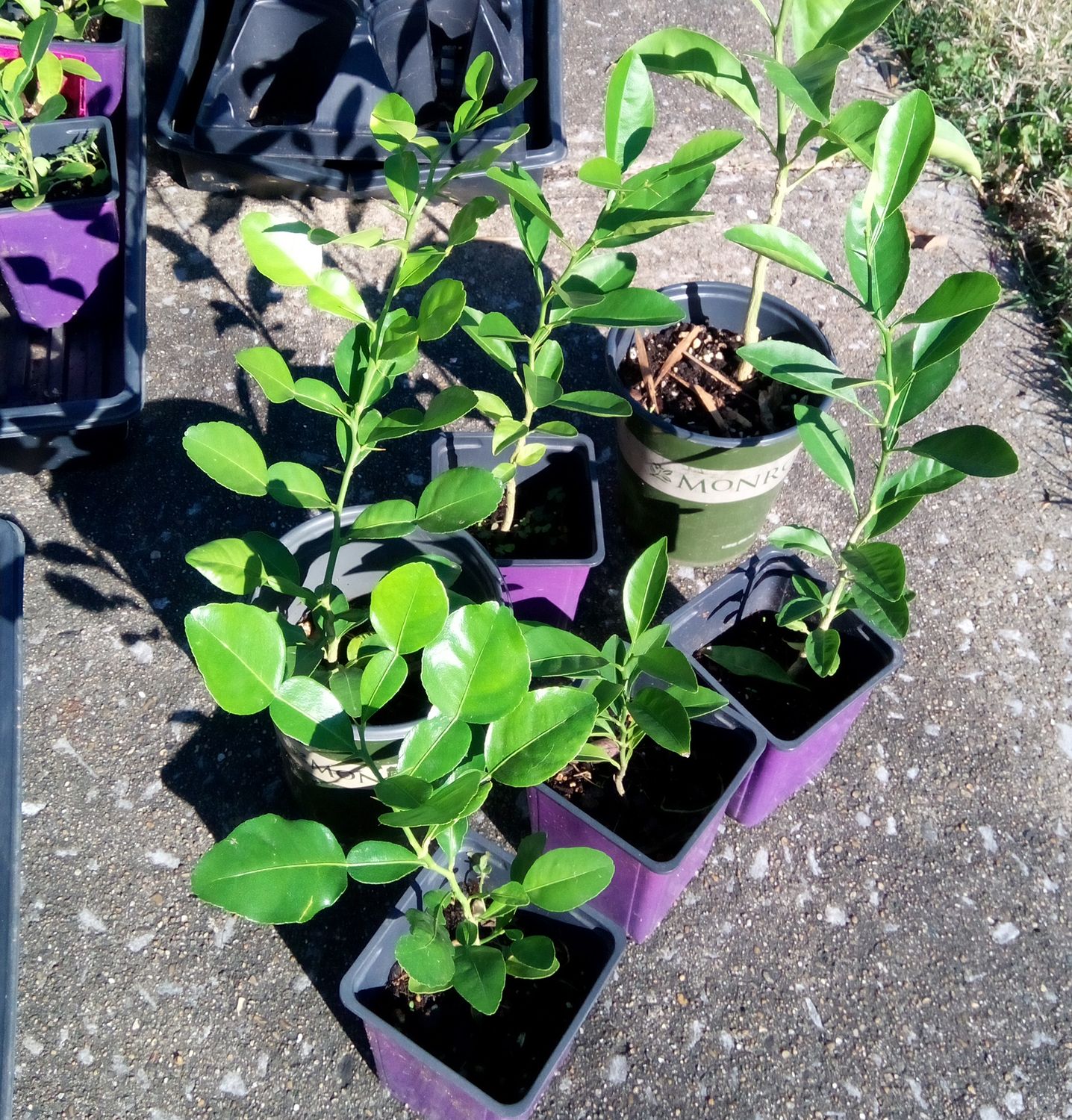 Dwarf Key Lime tree (10 inches, 2 branches)
