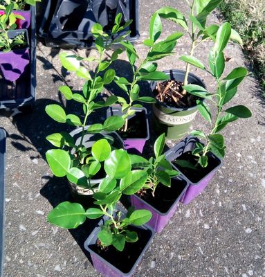 Dwarf Key Lime seedling, 4 inches