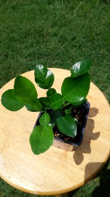 Dwarf Thai Lime tree (12 inches, 2 branches)