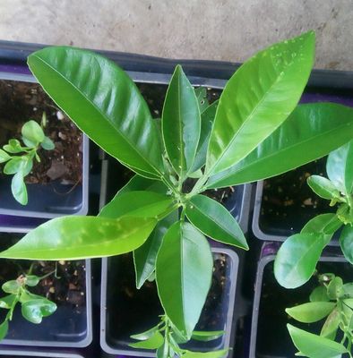 Dwarf Key Lime Tree (7 - 8 inches)