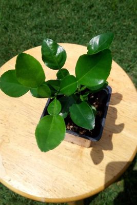 Dwarf Thai Lime Tree (12 inches)