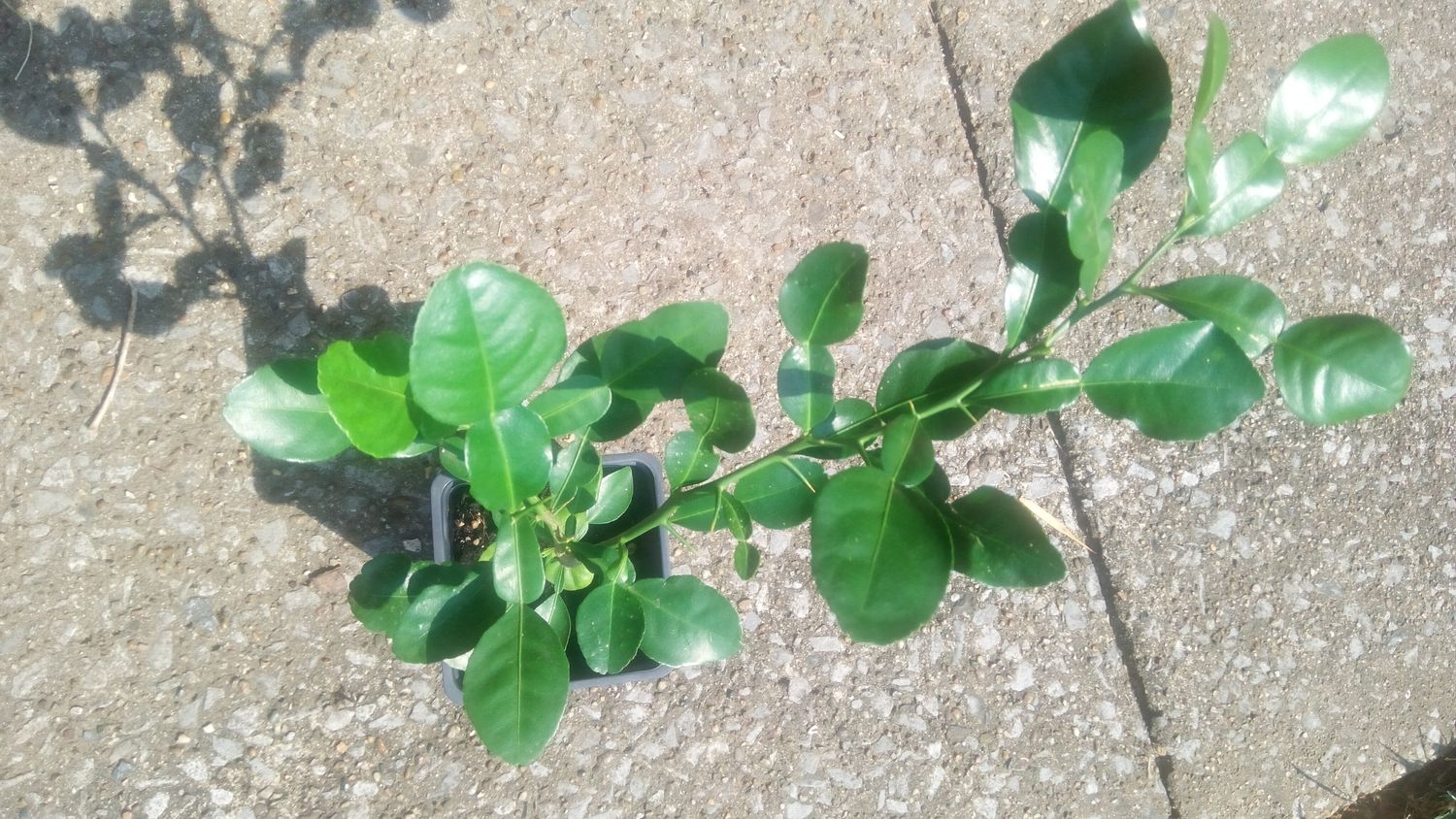 Dwarf Kaffir Lime Seedling (14 inches)