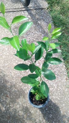 Dwarf Key Lime tree