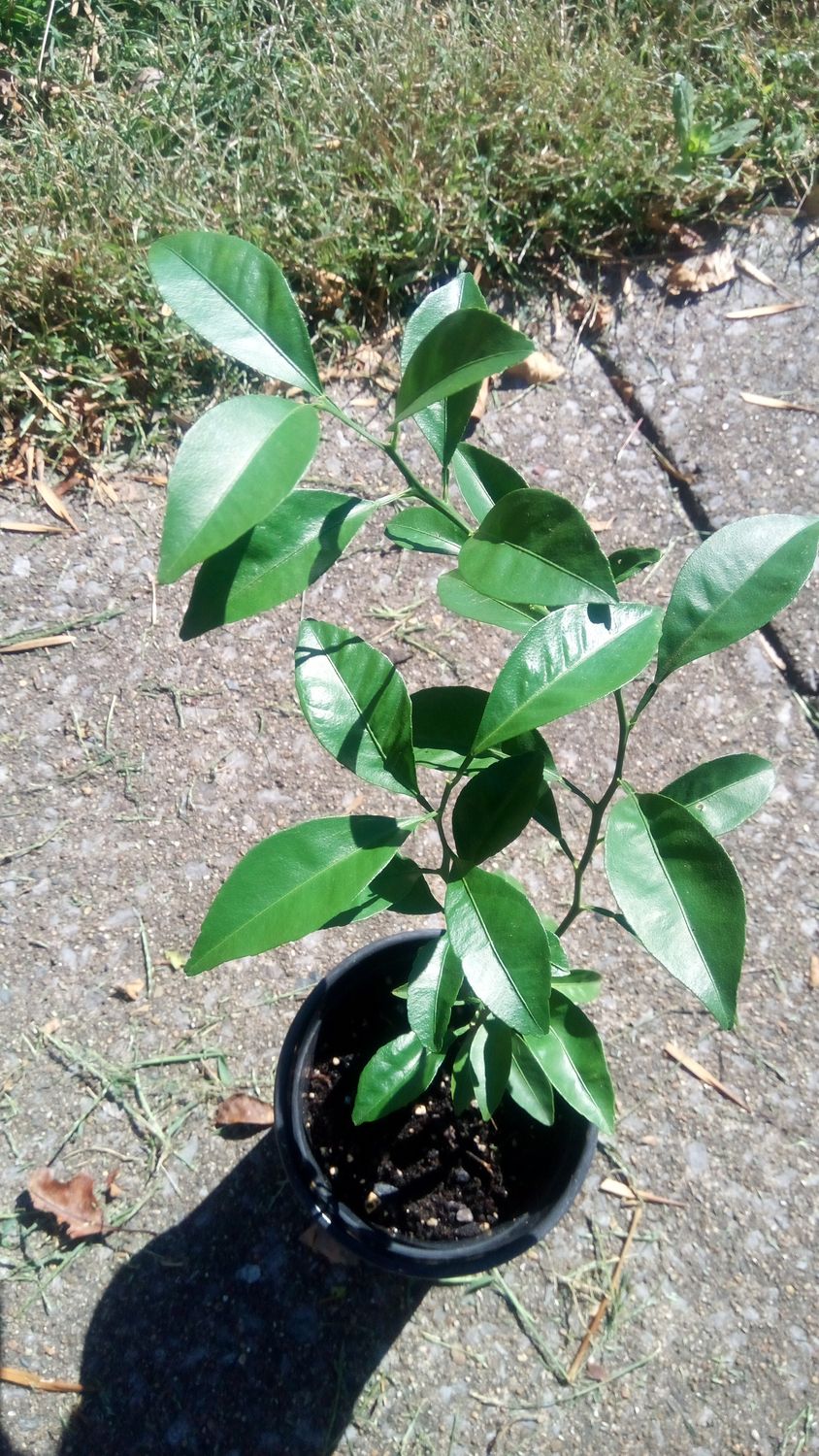 Dwarf Mandarin Orange Seedling