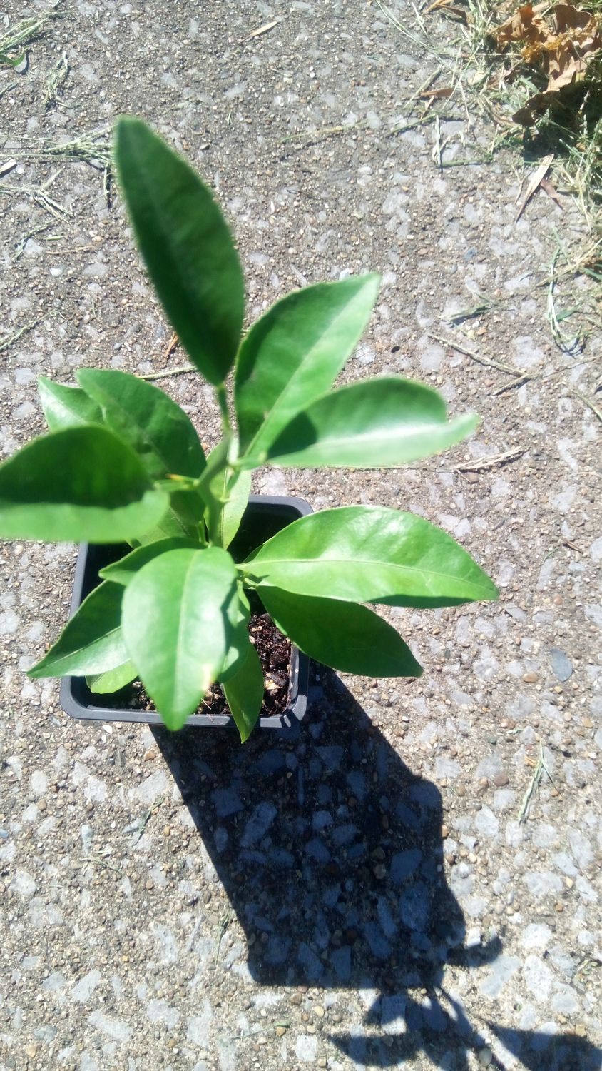 Eight Inch Dwarf Mandarin Orange Seedling
