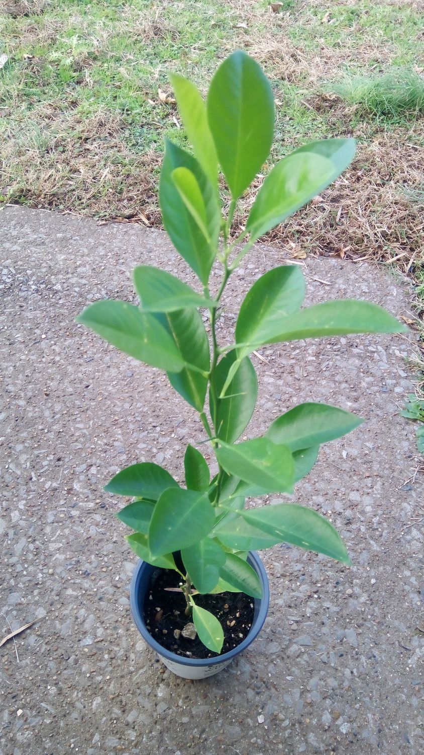 Dwarf Calamondin Orange Seedling