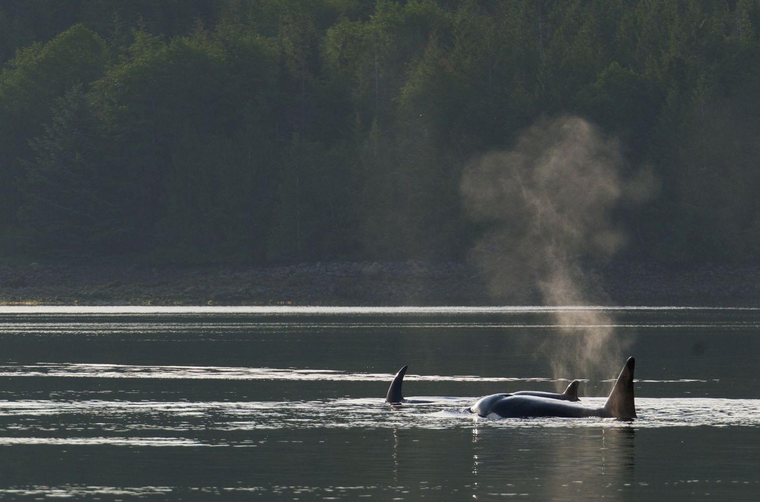 WILDLIFE PHOTOGRAPHY - CARDS, Aminal: ORCA FAMILY