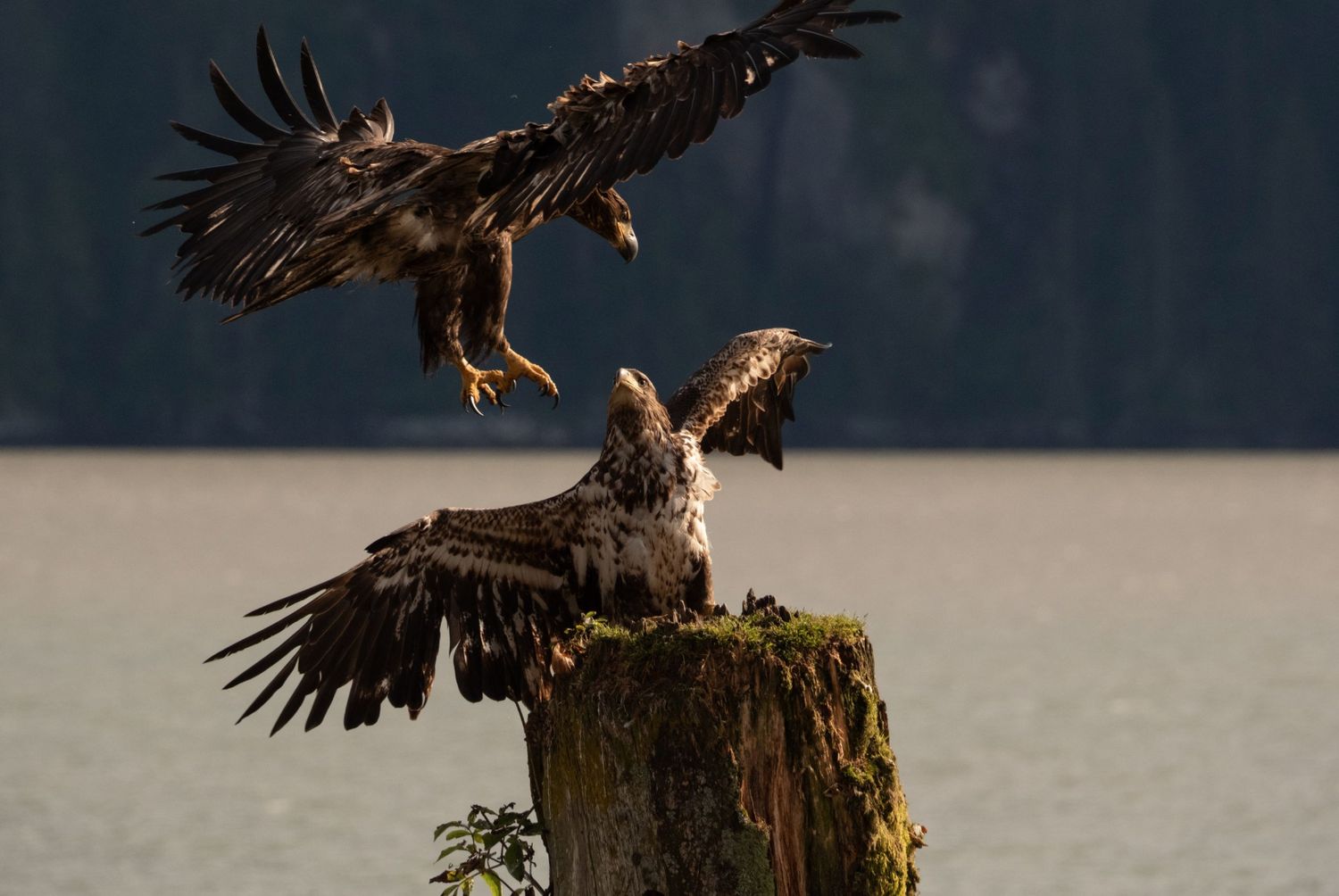 WILDLIFE PHOTOGRAPHY - PRINTS, Aminal: GOLDEN EAGLES