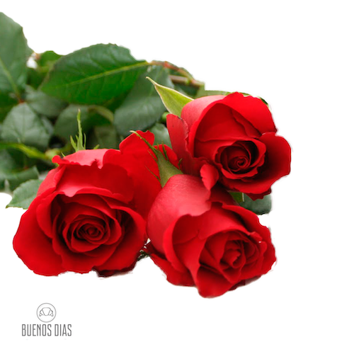 Rosa 3