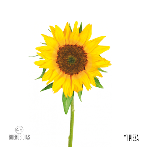 Girasol