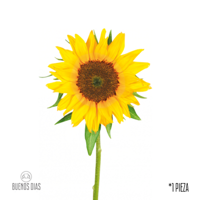 Girasol