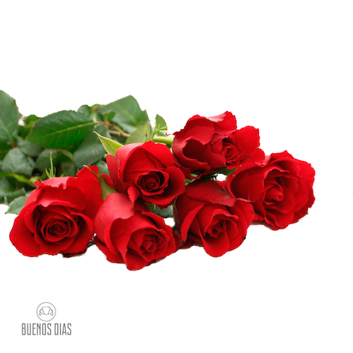 Rosa 6