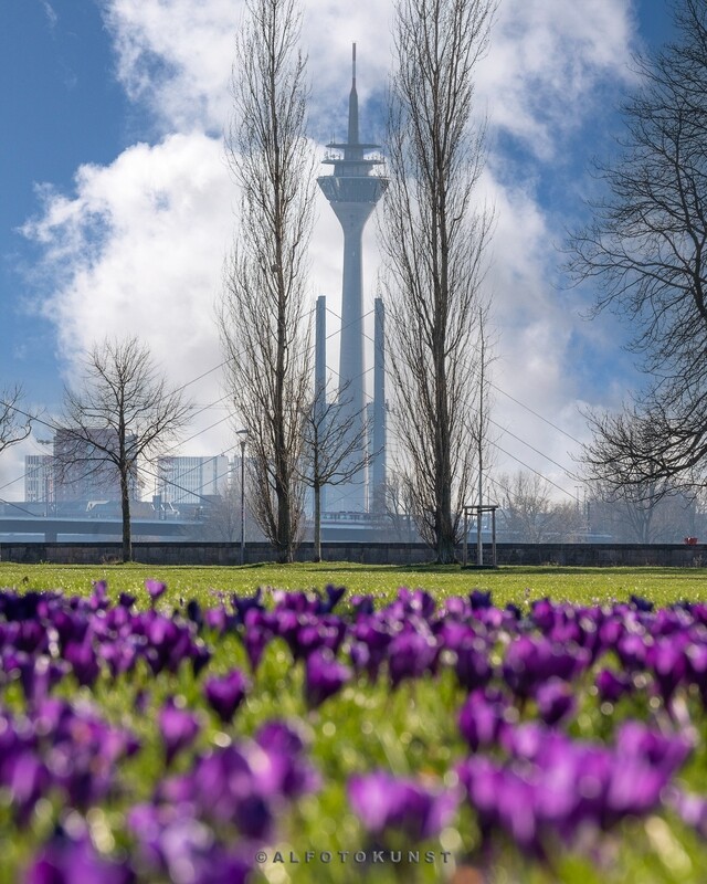 Wandbild Düsseldorf - Rheinturm: Frühling (Hochformat) Wandbild Düsseldorf - Rheinturm: Frühling (Hochformat)