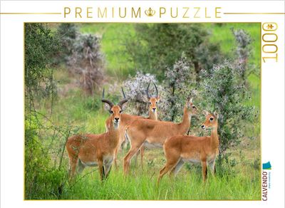 Puzzle Fernweh - Uganda-Kobs im Murchison Falls Nationalpark