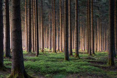 Wandbild Sagenhafte Eifel - Zitterwald