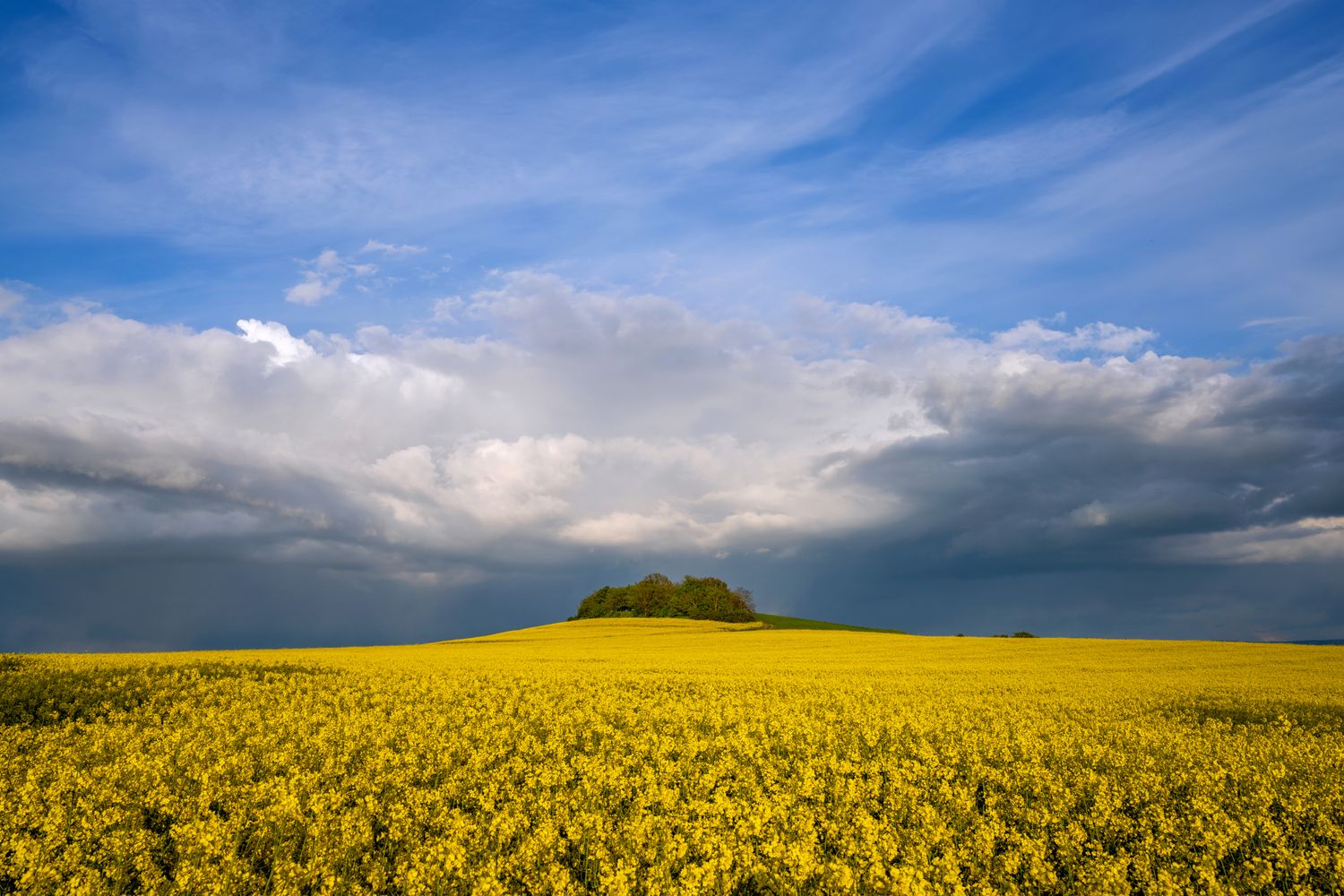 Wandbild Sagenhafte Eifel - Rapsfelder unter dramatischen Wolken
