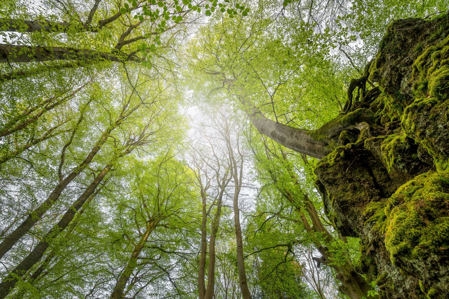 Wandbild Sagenhafte Eifel - Salmwald