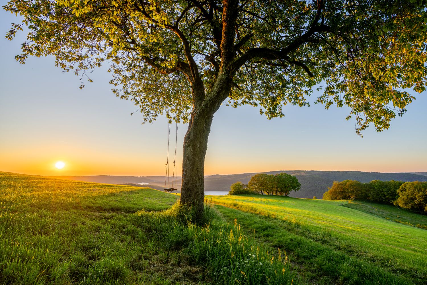 Wandbild Sagenhafte Eifel - Schaukelbaum oberhalb des Rursees