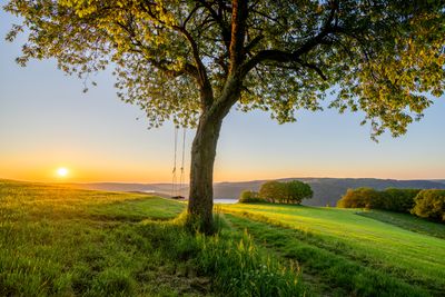 Wandbild Sagenhafte Eifel - Schaukelbaum oberhalb des Rursees