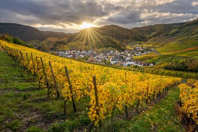 Wandbild Sagenhafte Eifel - Herbst in Mayschoss