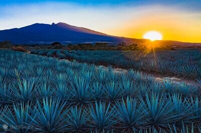 Tequila/ Mezcan