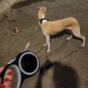 Automatic Long Strong Leash For Dogs