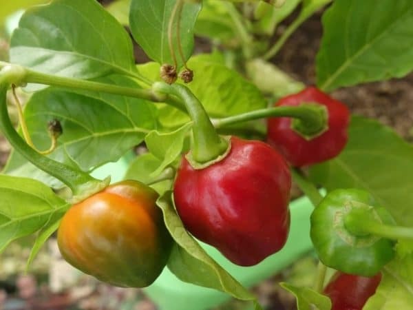 Piment cabri confit bio 180g