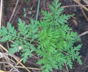 ELIXIR (TEINTURE MERE) ARTEMISIA ANNUA