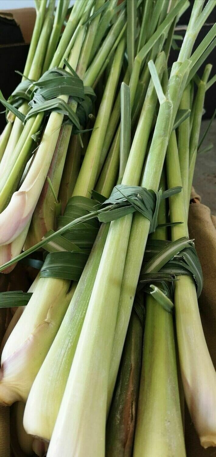 Citronnelle fraîche bio 4 TIGES