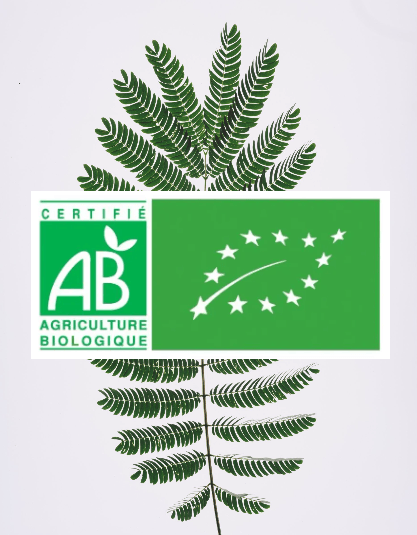 Citronnelle fraîche bio 4 TIGES