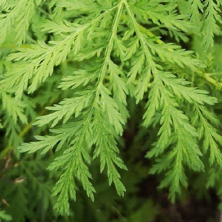Tisane Tout Tous Maux bio (artemisia annua atoumo et citronnelle)