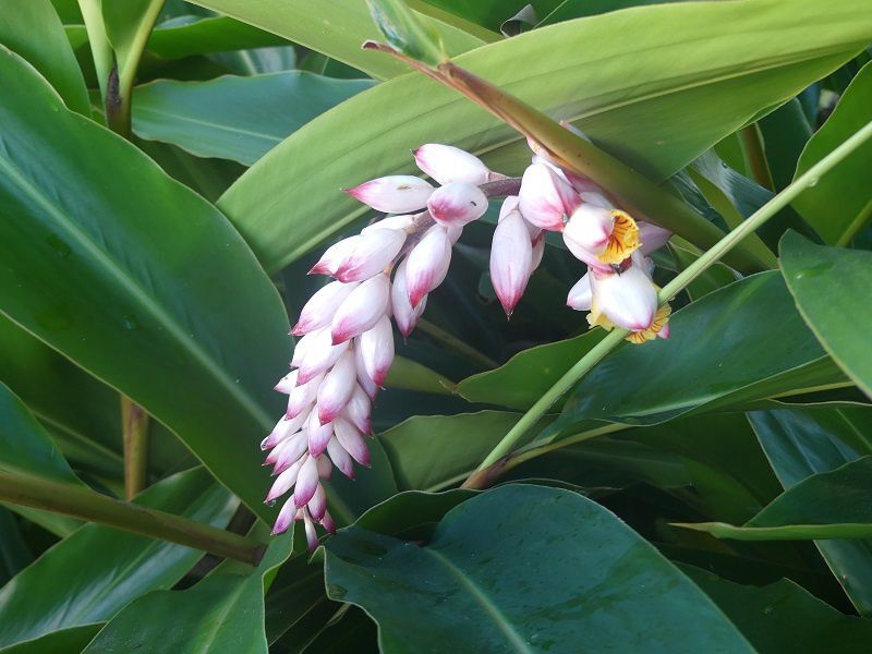 ELIXIR (ALCOOLATURE) ATOUMO 100 ml