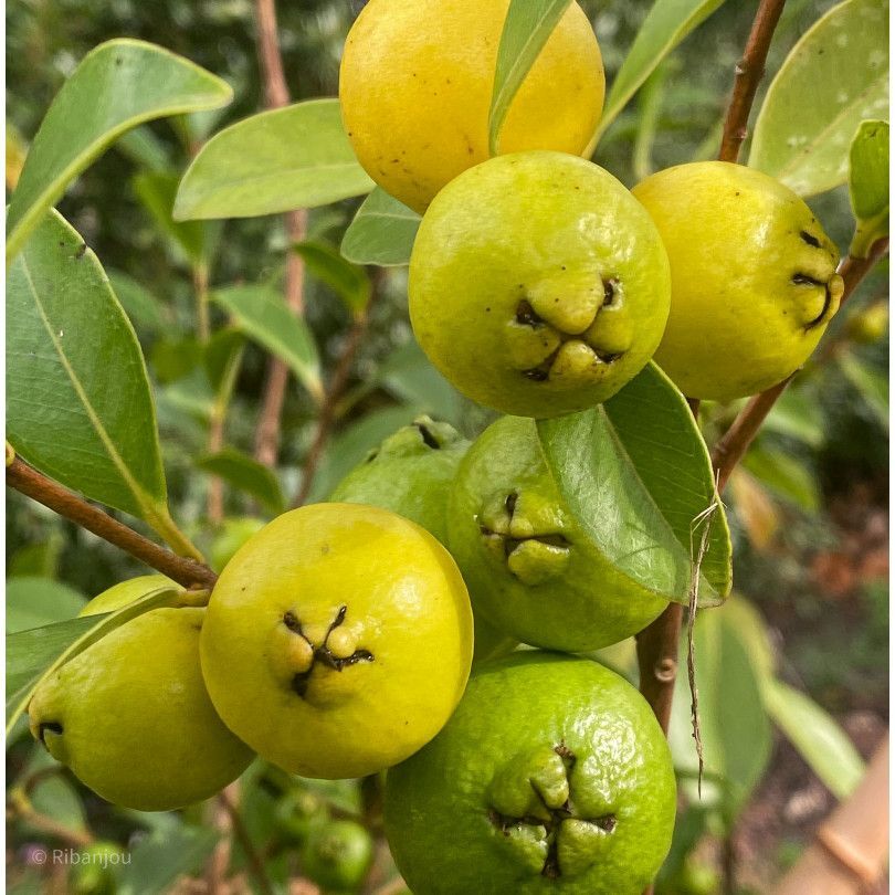 CONFITURE DE GOYAVIER BLANC