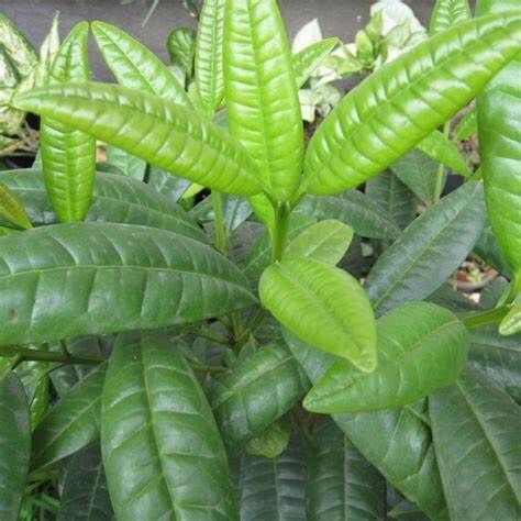 FEUILLES DE EPICES x5