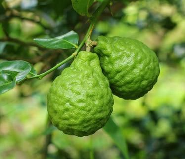 VINAIGRE DE COMBAVA 250 ml