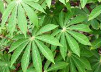 BREDES  FEUILLES MANIOC