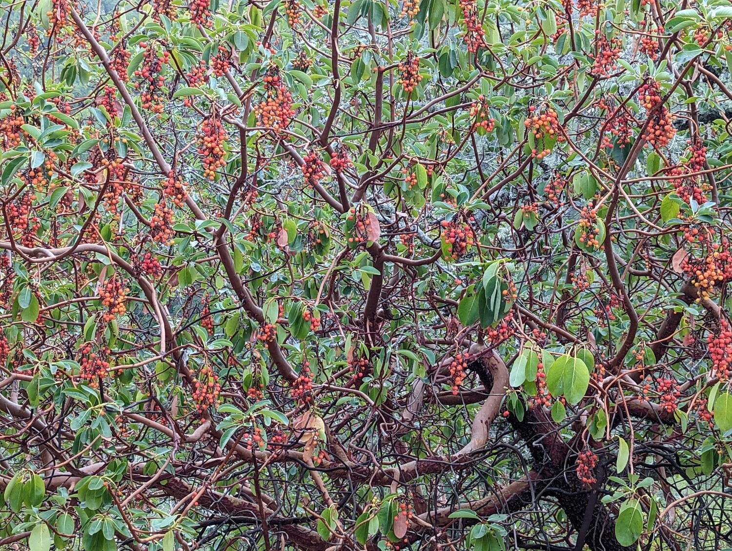 Pacific Madrone (Arbutus menziesii)