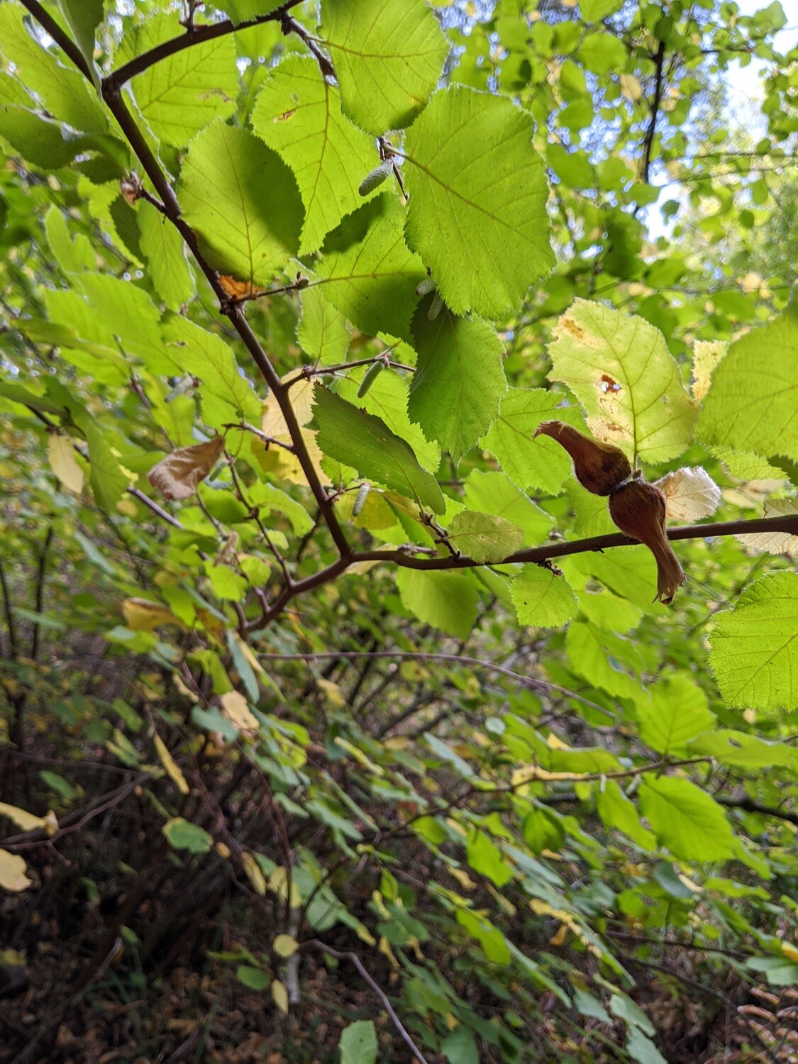 Beaked Hazelnut (Corylus cornuta)