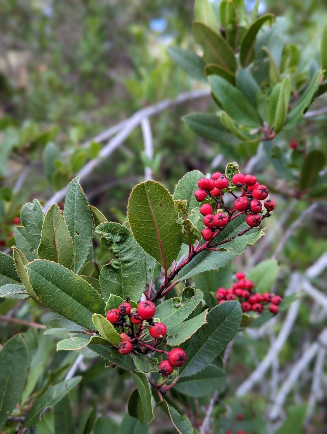 Toyon (Heteromeles arbutifolia)