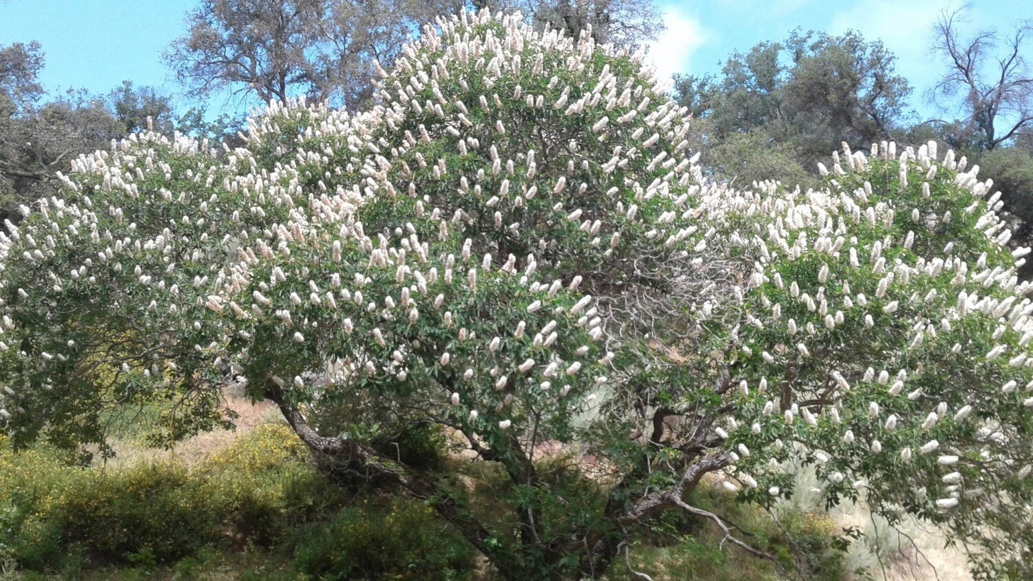 California Buckeye (Aesculus californica)