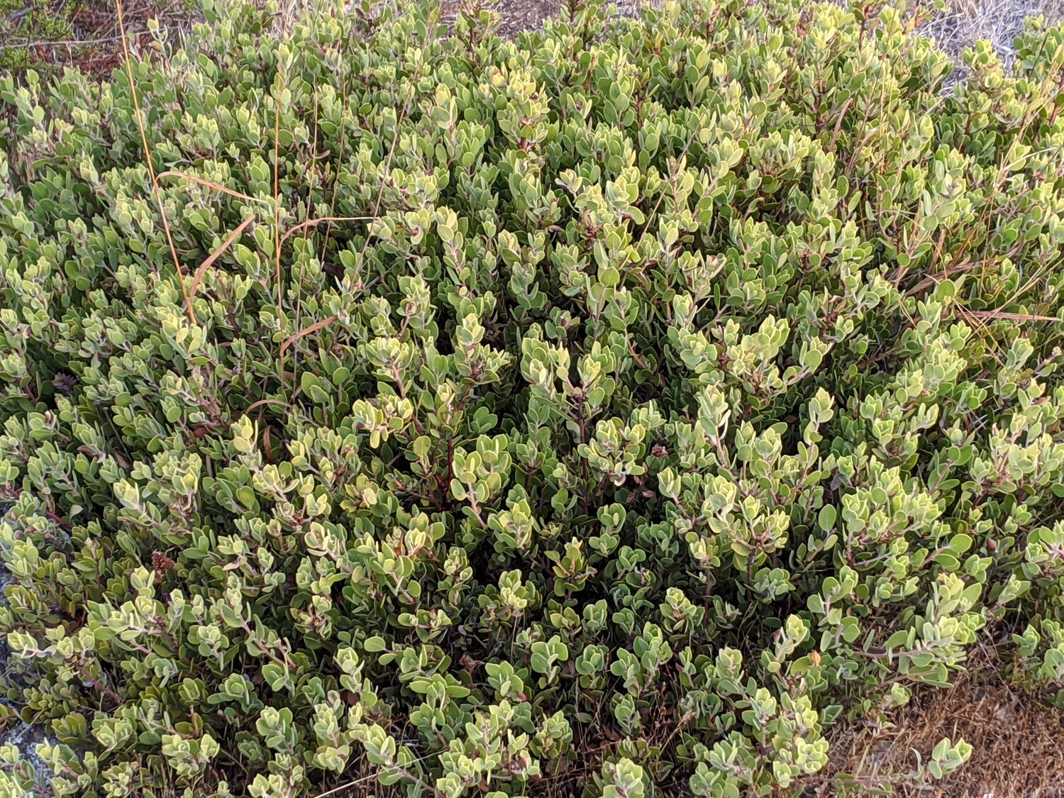 Mount Tamalpais Manzanita (Arctostaphylos montana)