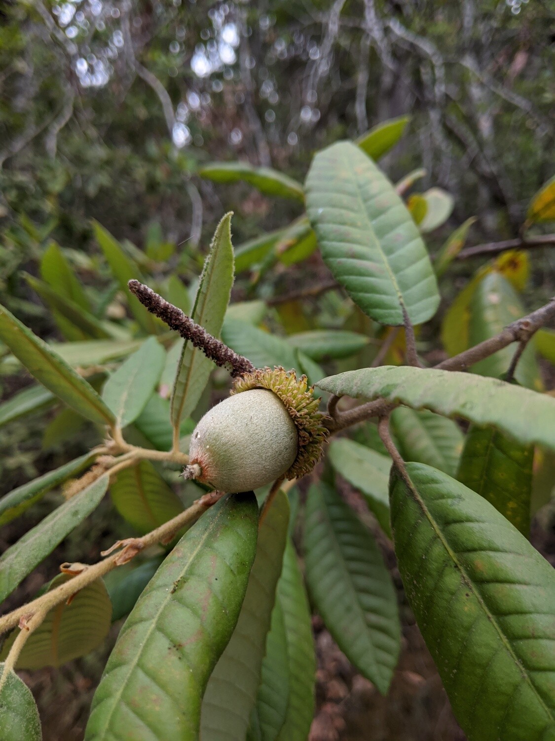 Tanoak (Notholithocarpus densiflorus)