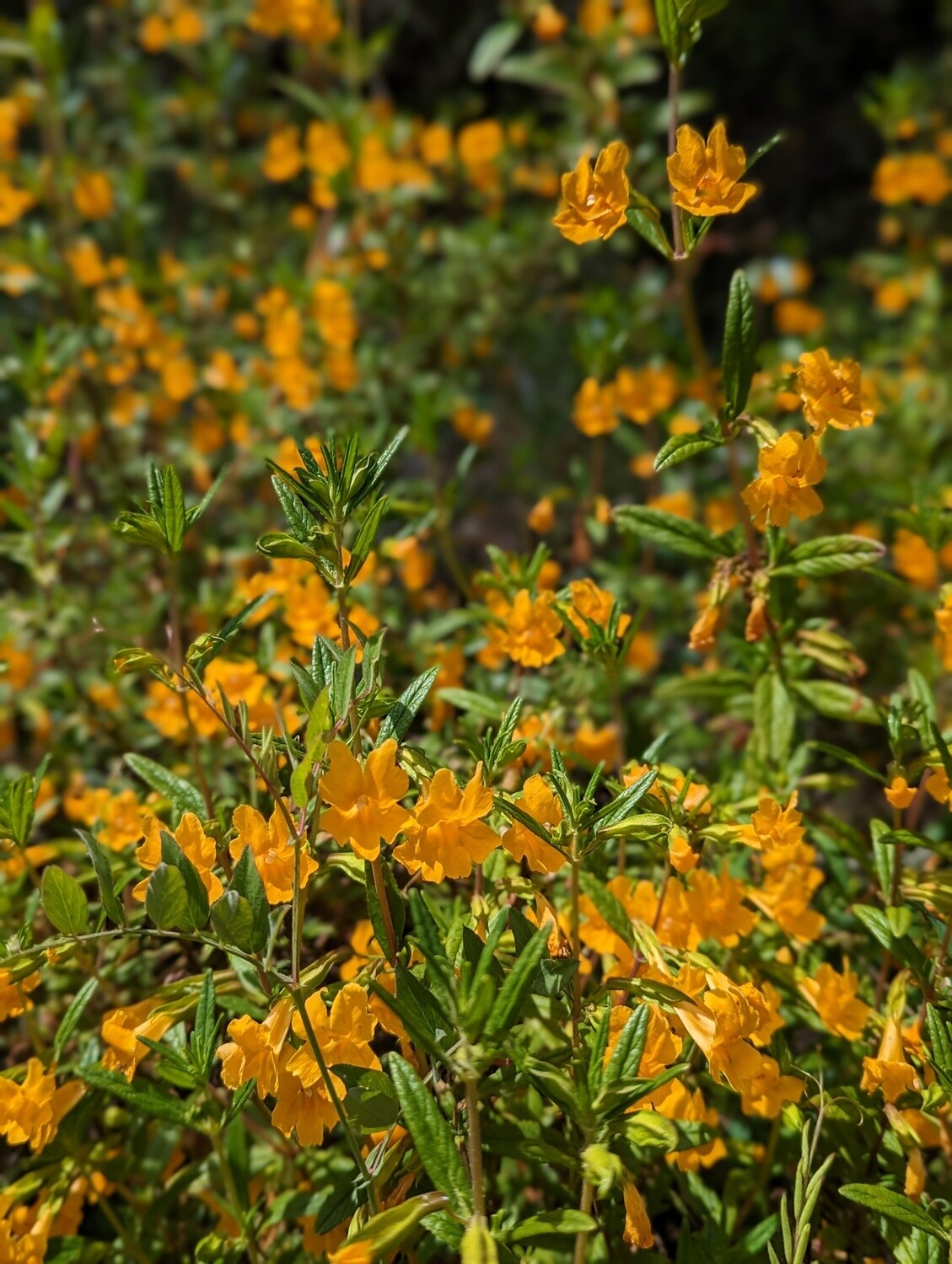 Sticky Monkey-flower (Diplacus aurantiacus)