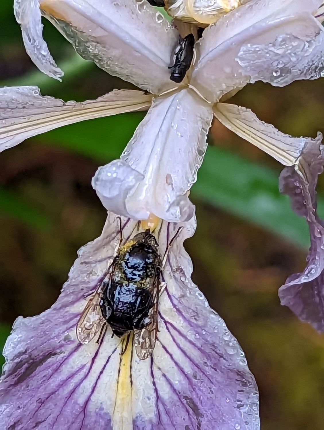 Douglas Iris (Iris douglasiana)